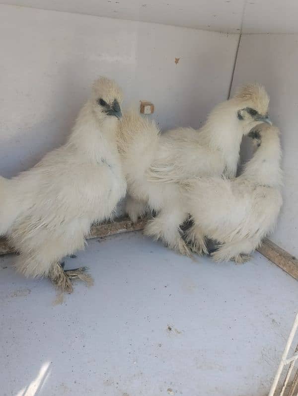 silkie hens  trio set for sale 2