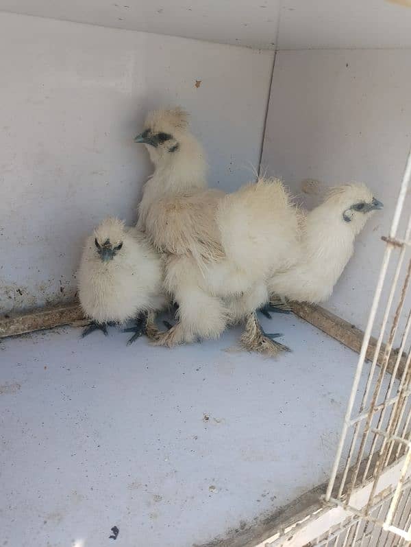 silkie hens  trio set for sale 3