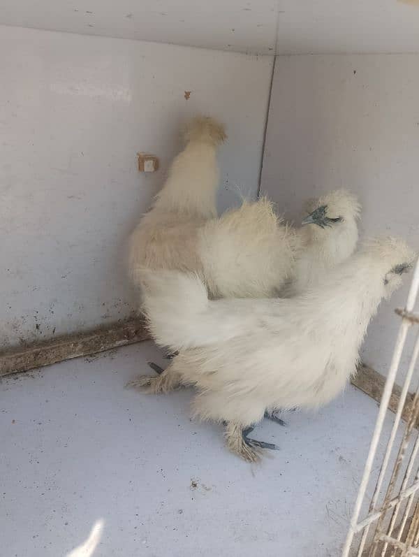 silkie hens  trio set for sale 4