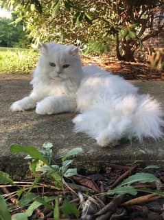 persian cat