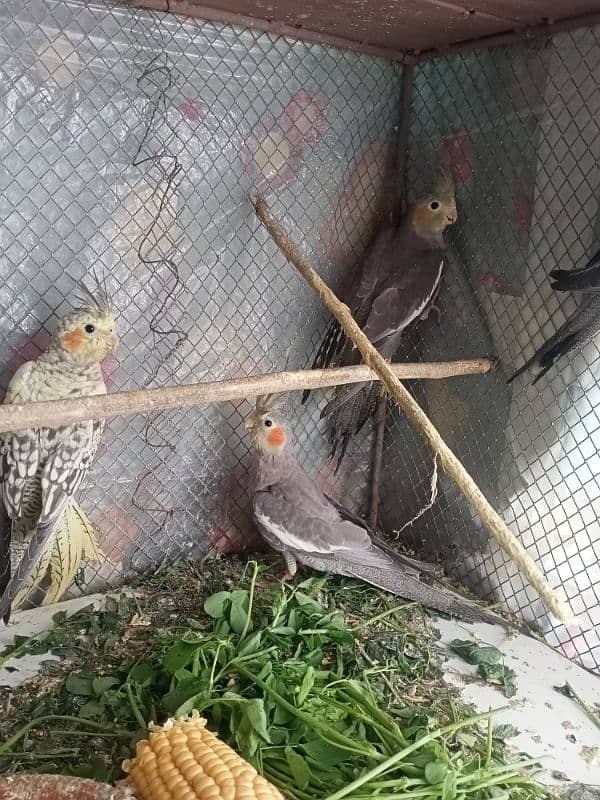 6 Month old cockatiel patthey 0