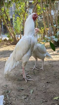 ASEEL HENS FOR SALE IN MULTAN 03271881108.