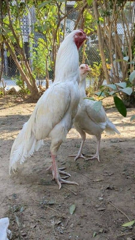 ASEEL HENS FOR SALE IN MULTAN 03271881108. 0