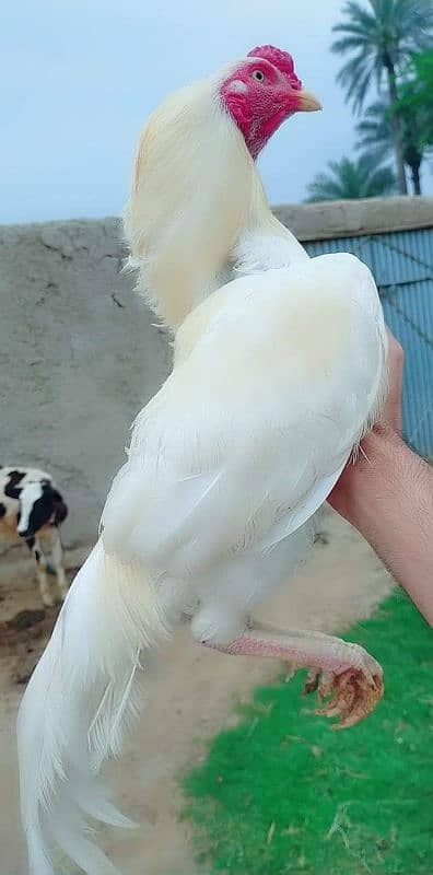 ASEEL HENS FOR SALE IN MULTAN 03271881108. 1