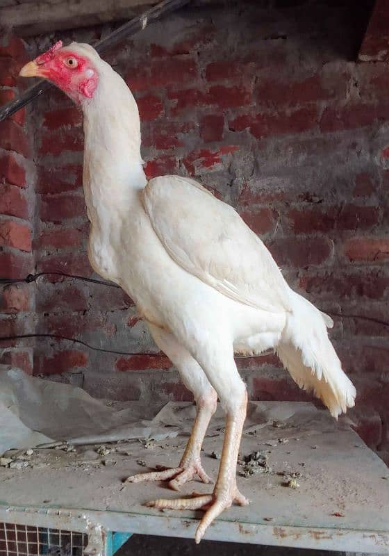 ASEEL HENS FOR SALE IN MULTAN 03271881108. 3