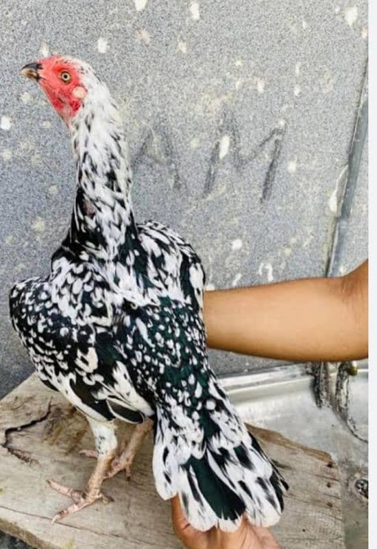 ASEEL HENS FOR SALE IN MULTAN 03271881108. 5