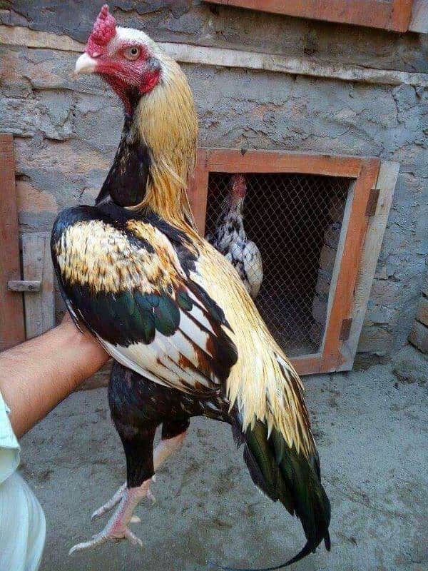 ASEEL HENS FOR SALE IN MULTAN 03271881108. 6