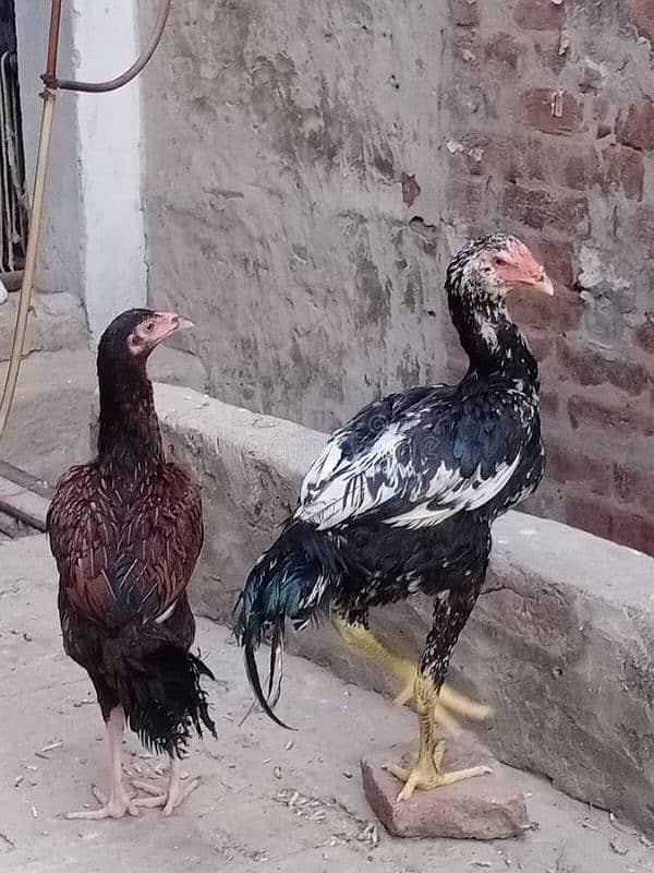 ASEEL HENS FOR SALE IN MULTAN 03271881108. 7