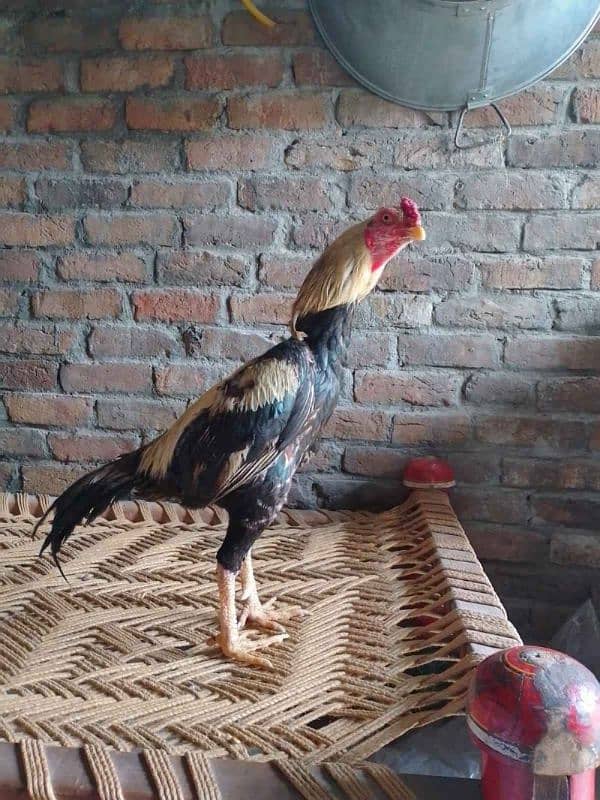 ASEEL HENS FOR SALE IN MULTAN 03271881108. 8