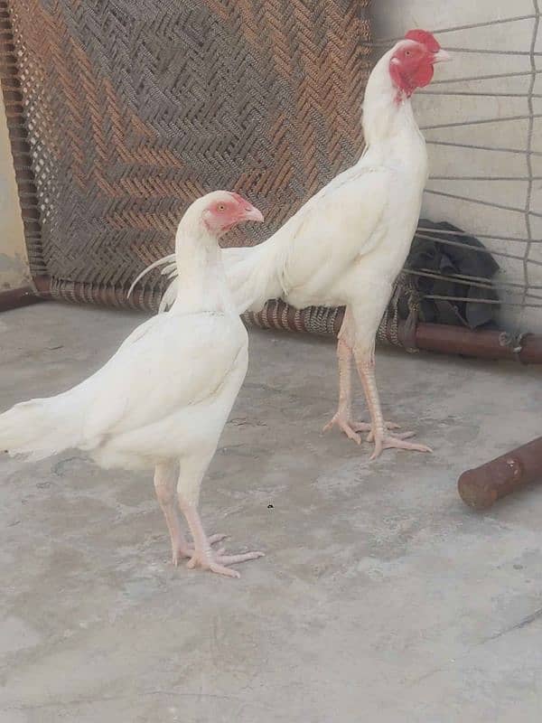 ASEEL HENS FOR SALE IN MULTAN 03271881108. 9