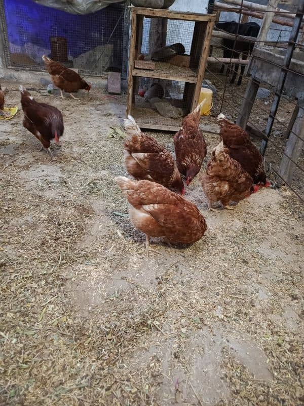 lawman brown 7hen for sale 0