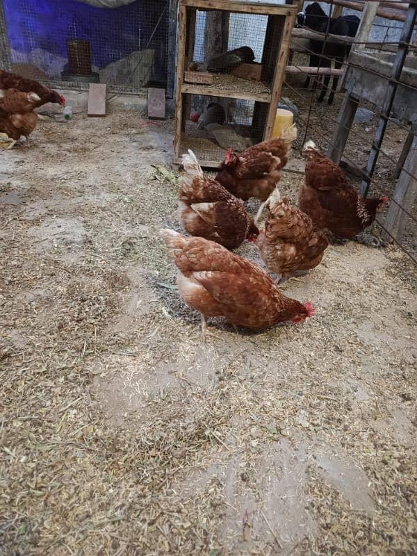 lawman brown 7hen for sale 1