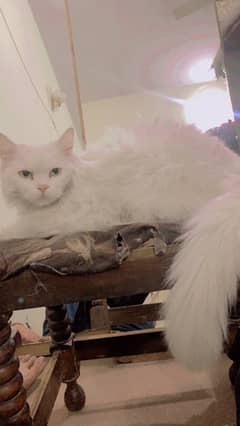 persian 3 coated cat only serious buyer contact