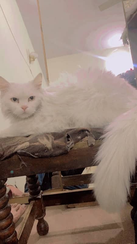 persian 3 coated cat only serious buyer contact 0