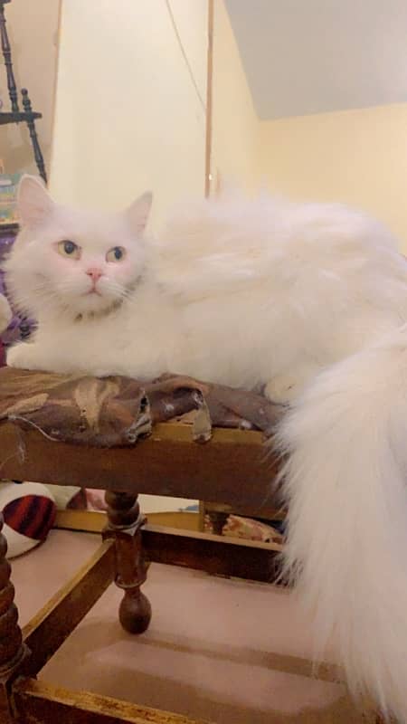 persian 3 coated cat only serious buyer contact 1