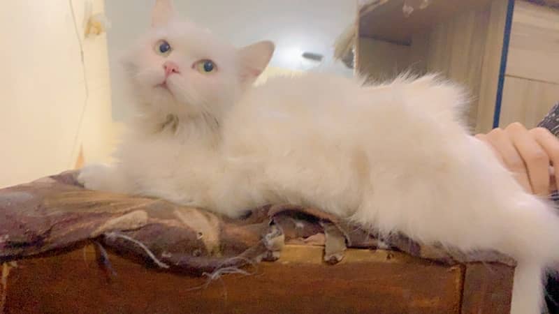 persian 3 coated cat only serious buyer contact 2