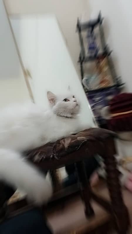 persian 3 coated cat only serious buyer contact 4