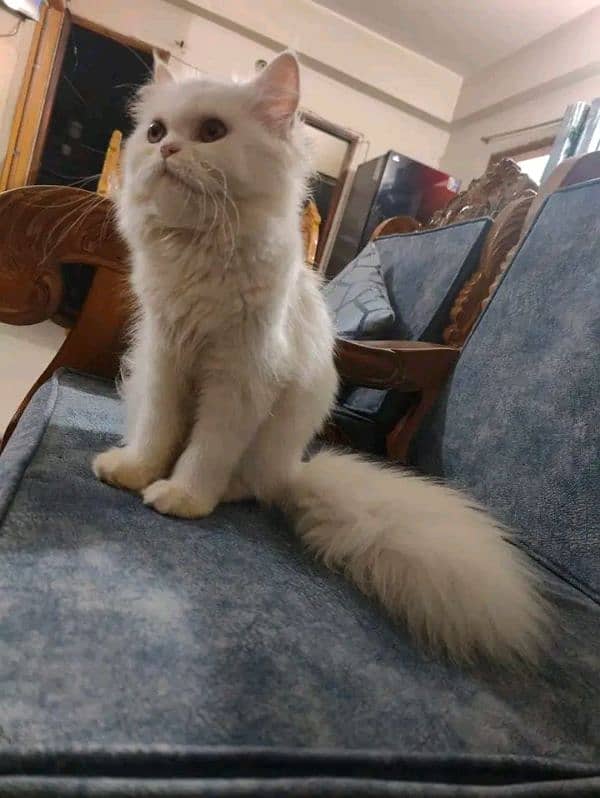 Persian adult cat 2