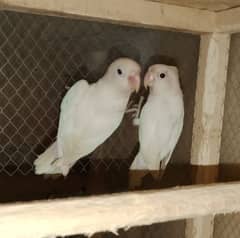 white fisher red eyes breeder pair03186535218