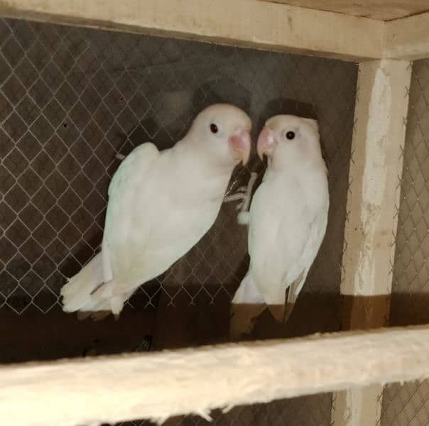 white fisher red eyes breeder pair03186535218 0