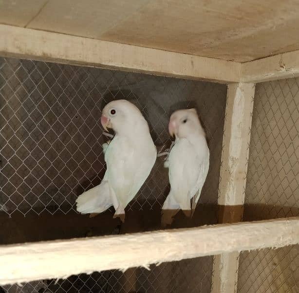 white fisher red eyes breeder pair03186535218 2