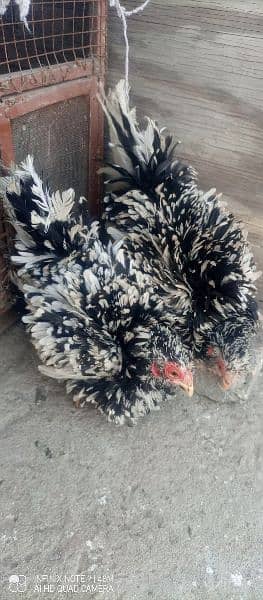 molted frizzle bantam females , fancy 0