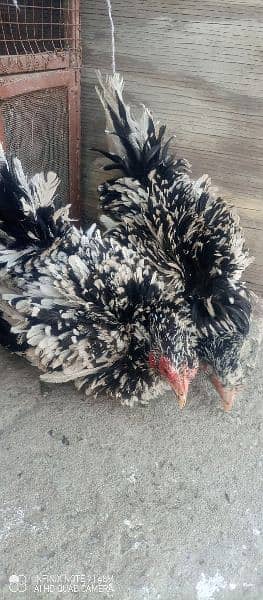 molted frizzle bantam females , fancy 1