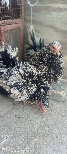 molted frizzle bantam females , fancy 2