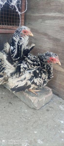 molted frizzle bantam females , fancy 3