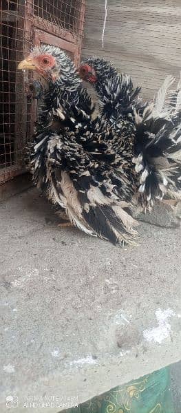 molted frizzle bantam females , fancy 4