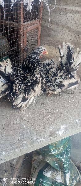 molted frizzle bantam females , fancy 5