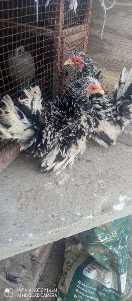 molted frizzle bantam females , fancy 6