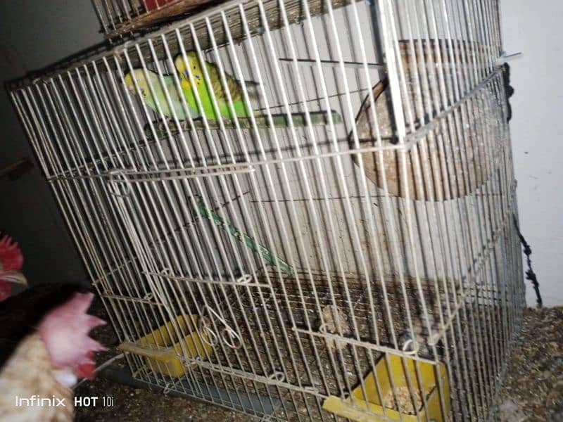 Australian parrots available 3