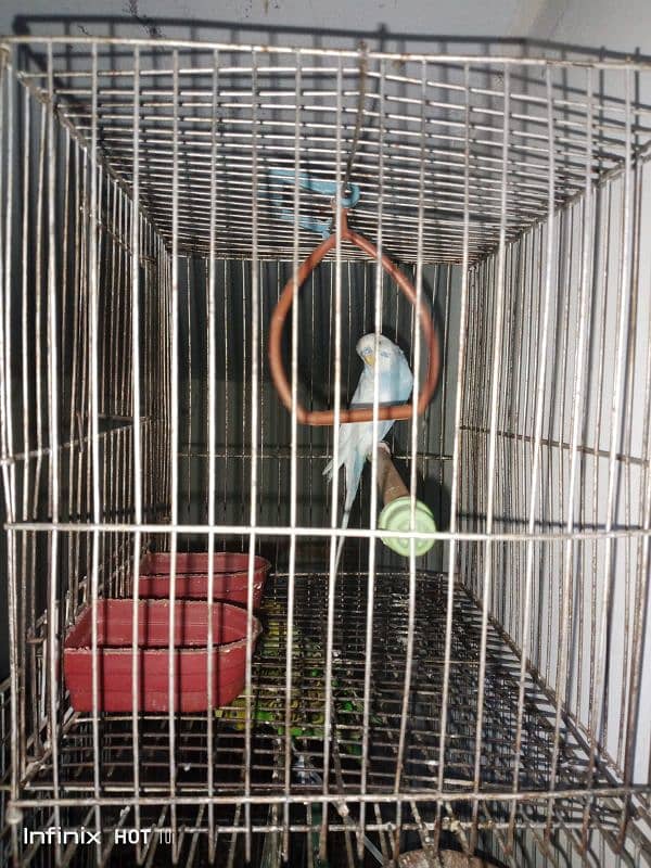 Australian parrots available 4