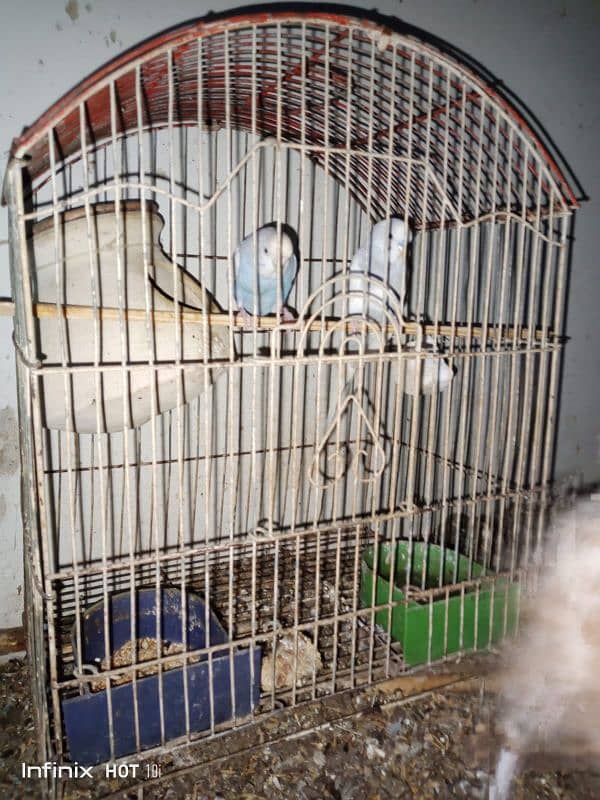 Australian parrots available 5