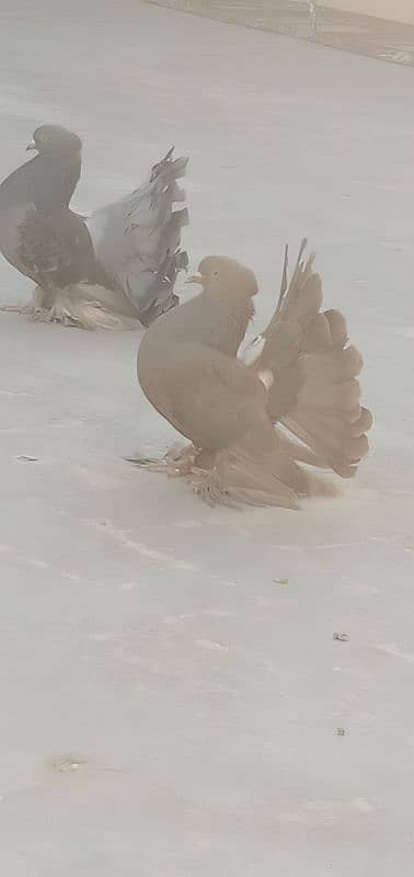 Indian Fantail Pair 2