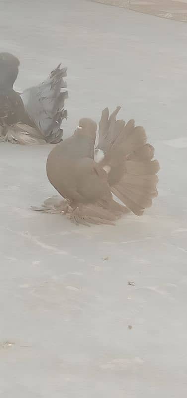 Indian Fantail Pair 3