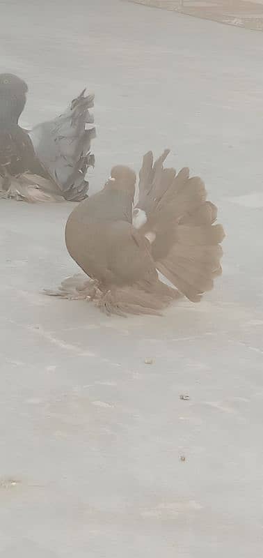 Indian Fantail Pair 4