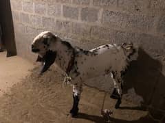 Beetal Breeder Goat (Nasli Breeder Bakra)