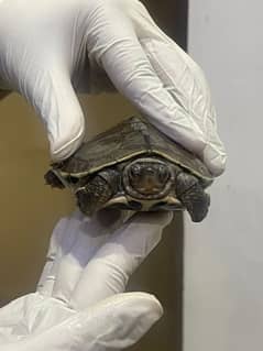 Brown Roofed Male Adult Turtle - 5 inches large