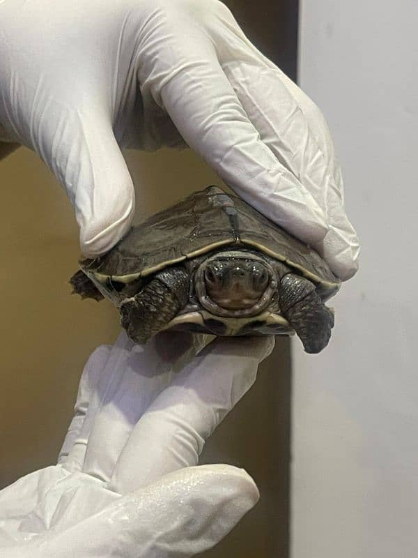 Brown Roofed Male Adult Turtle - 5 inches large 0