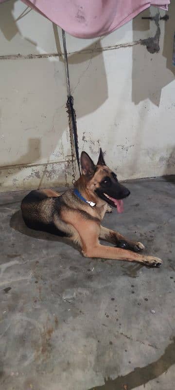 German shepherd female full active heavy structure bones playfull 1