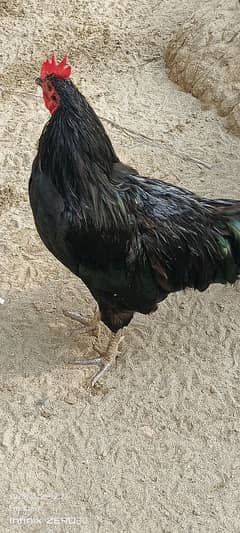 Australorp 11 months 03456685001