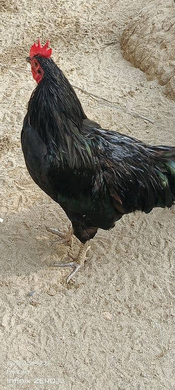 Australorp 11 months 03456685001 0