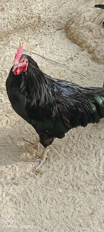 Australorp 11 months 03456685001 1