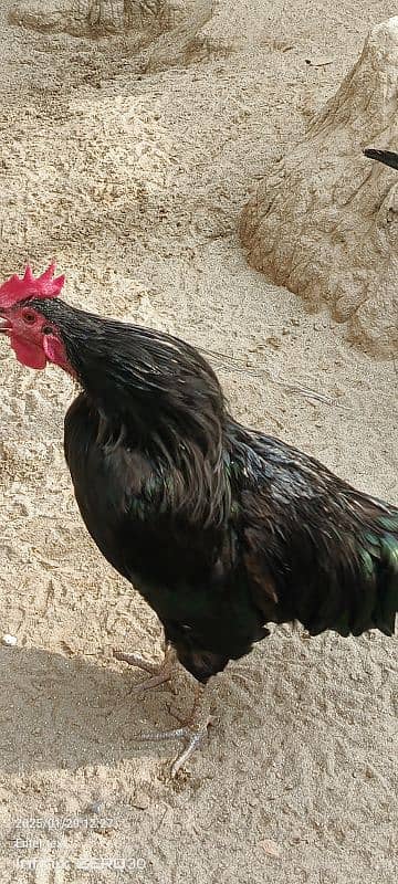 Australorp 11 months 03456685001 2