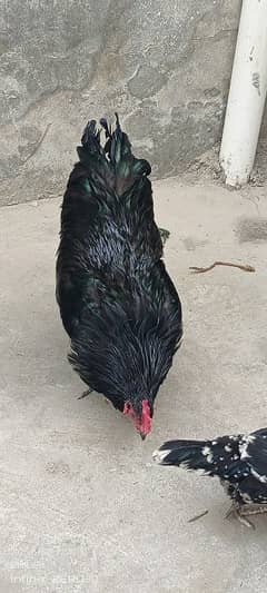 Australorp 11 months 03456685001