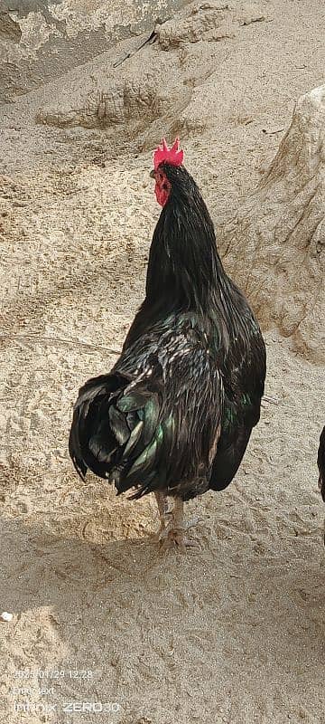 Australorp 11 months 03456685001 4