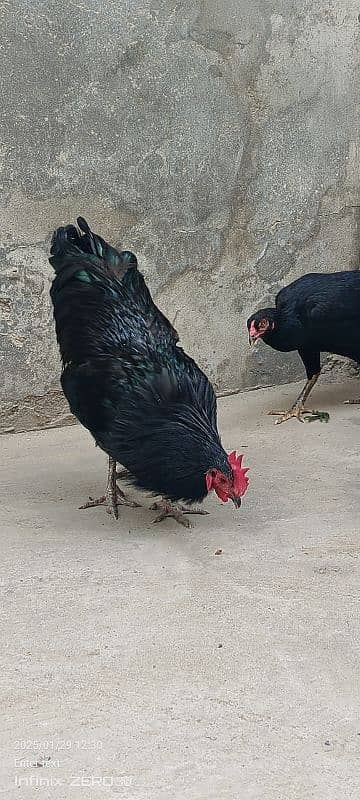 Australorp 11 months 03456685001 5