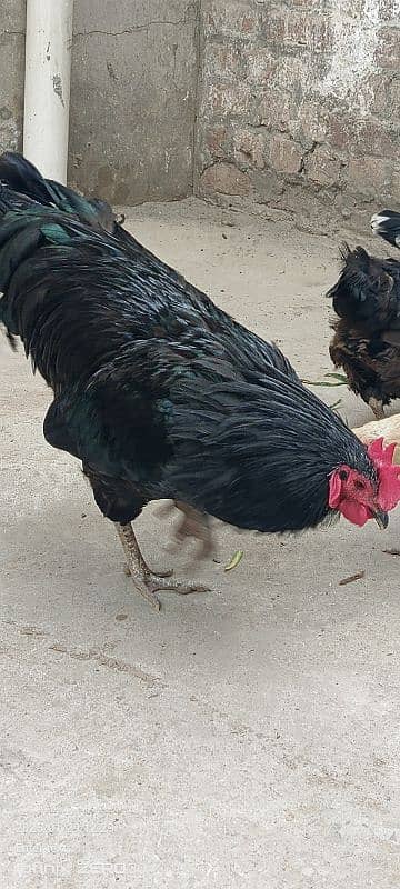 Australorp 11 months 03456685001 6